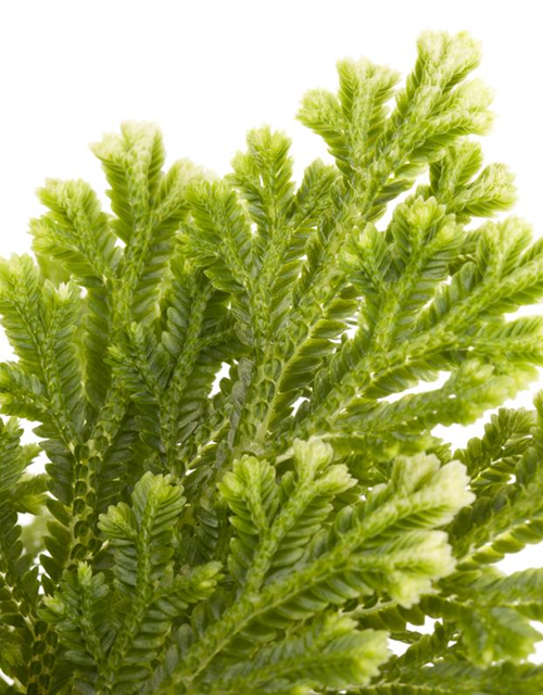 Selaginella martensii