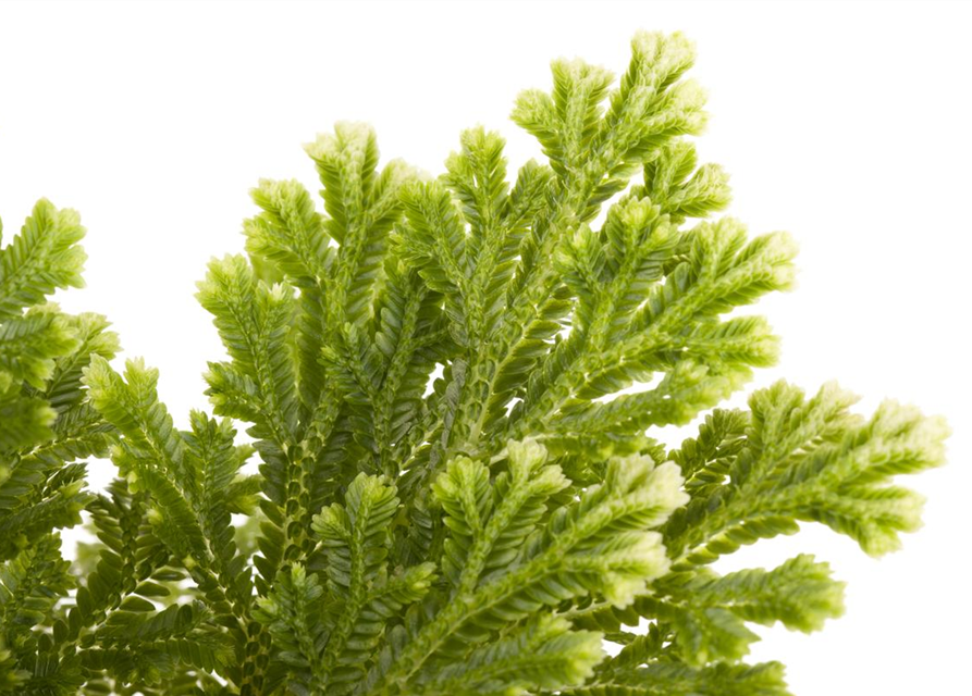 Selaginella martensii