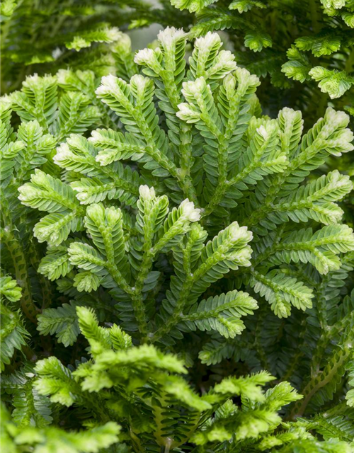 Selaginella martensii