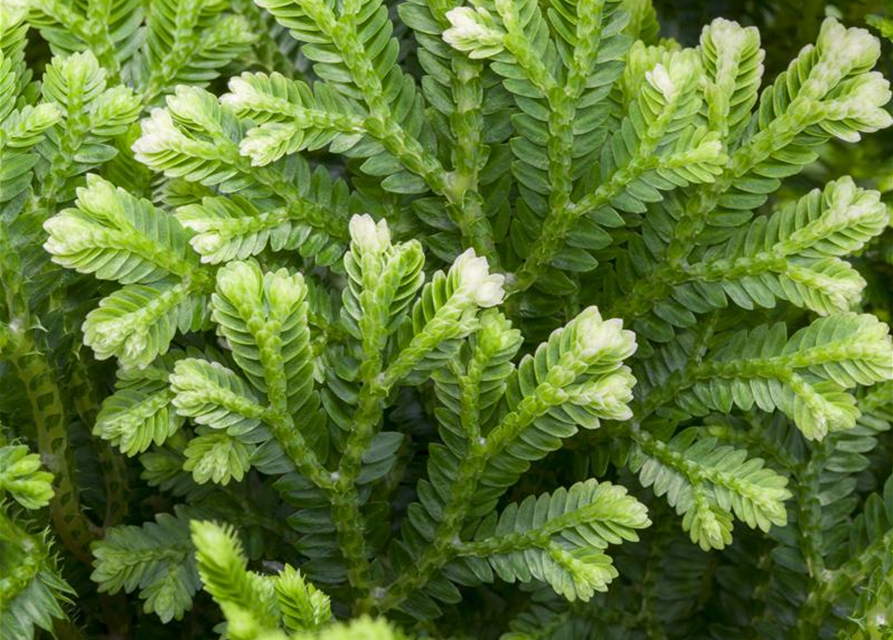 Selaginella martensii