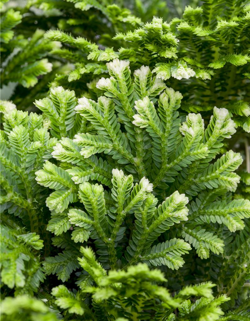 Selaginella martensii