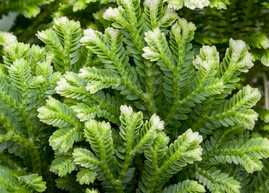 Selaginella martensii