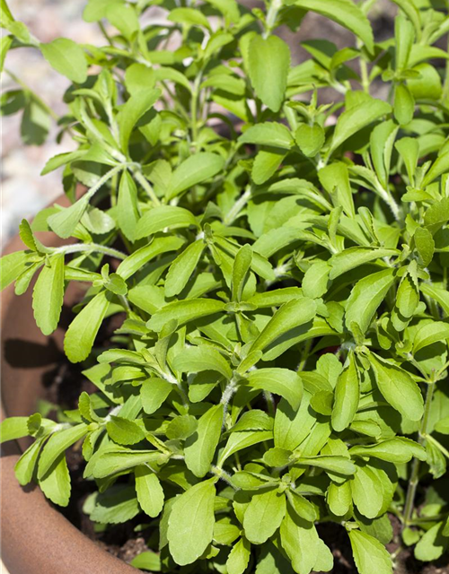 Stevia rebaudiana