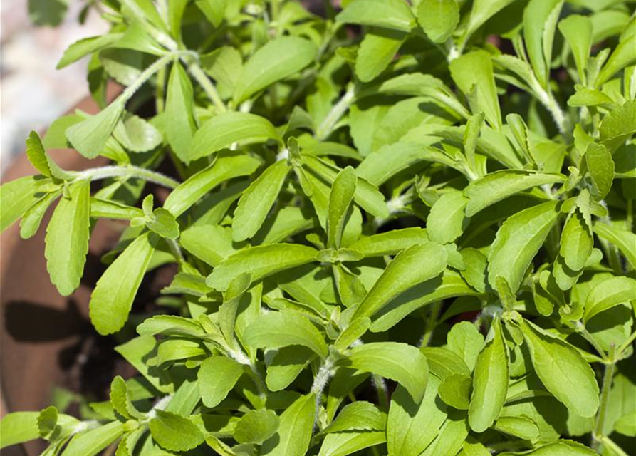 Stevia rebaudiana