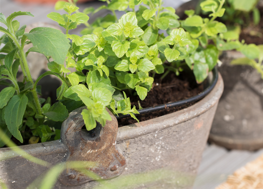 Stevia rebaudiana