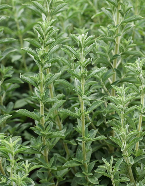 Stevia rebaudiana