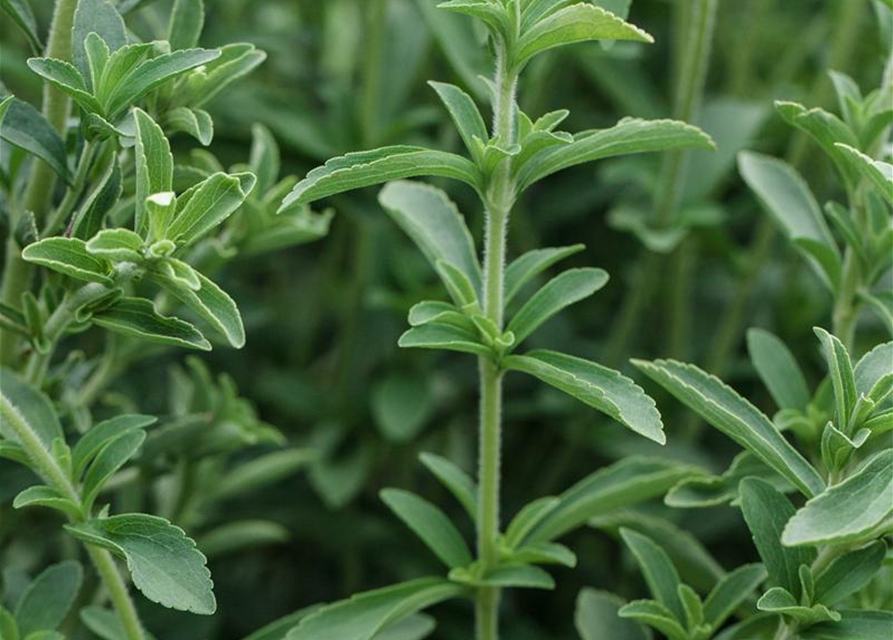 Stevia rebaudiana