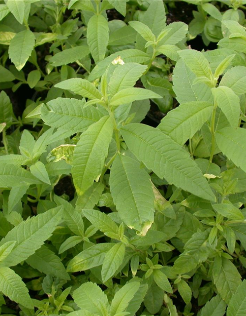 Stevia rebaudiana