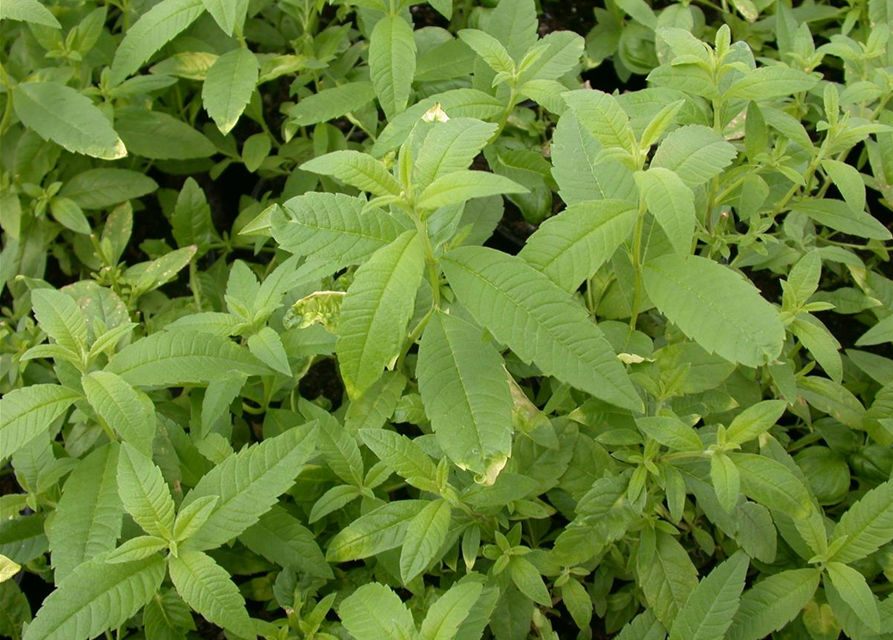 Stevia rebaudiana