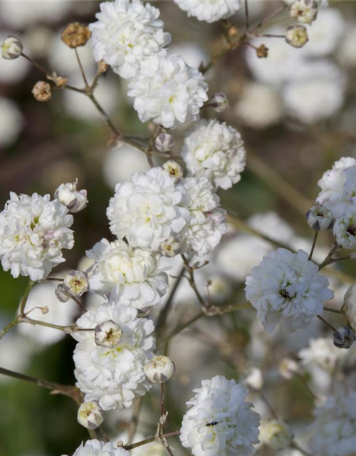 Gypsophila