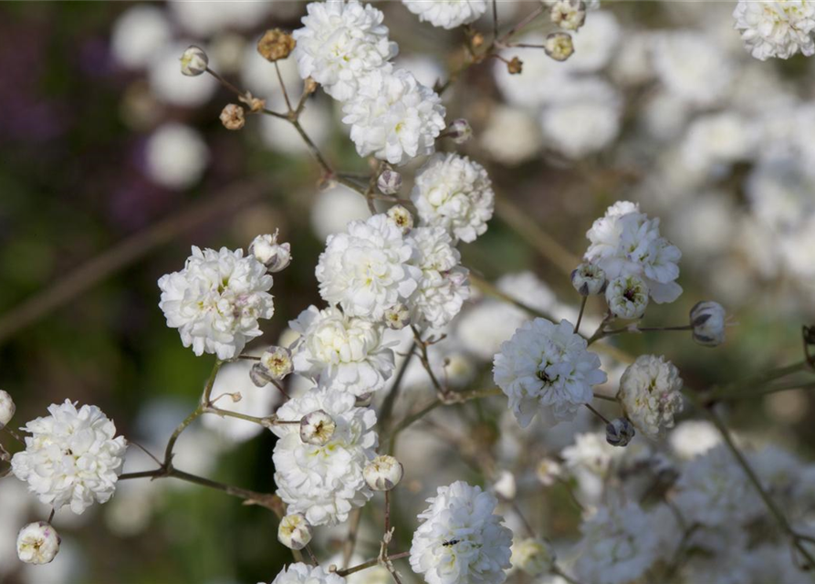 Gypsophila