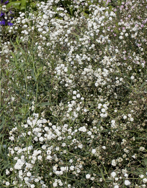 Gypsophila