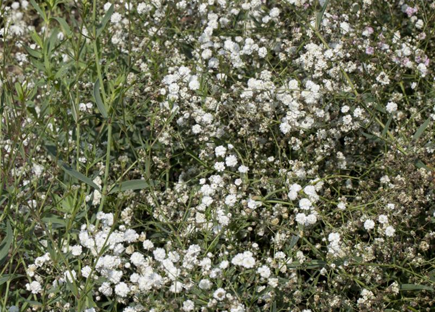 Gypsophila