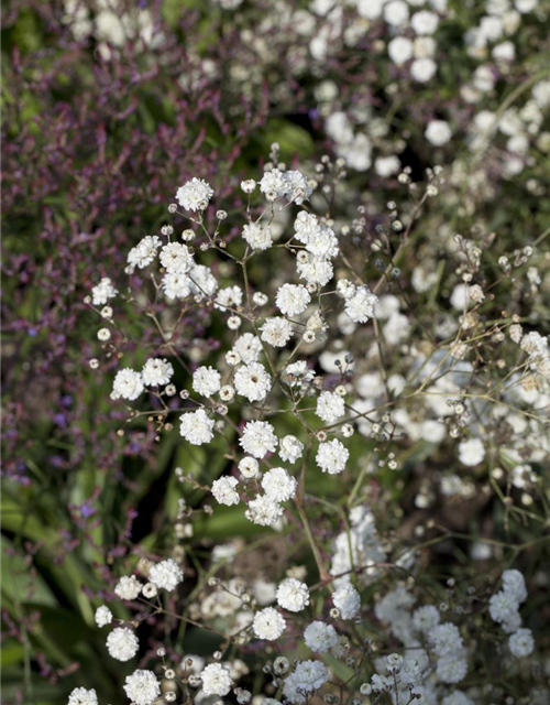 Gypsophila