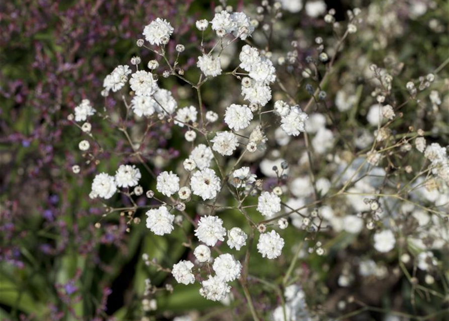 Gypsophila