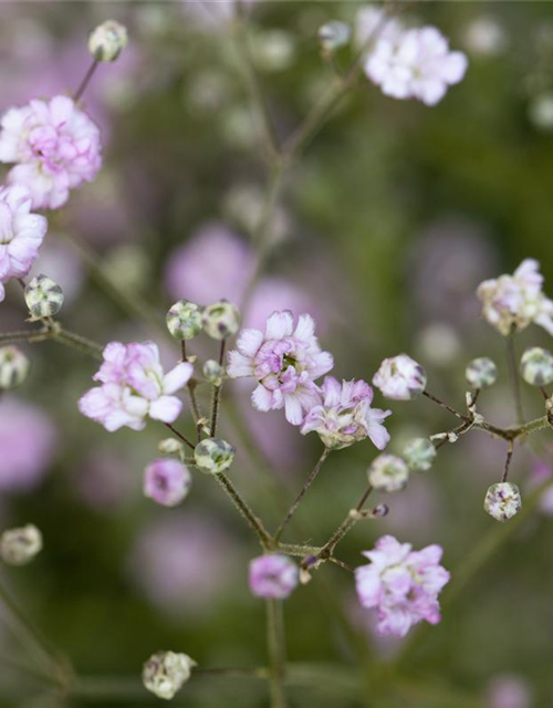 Gypsophila