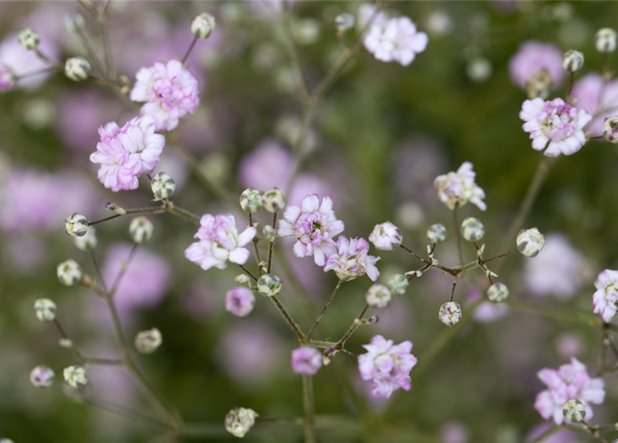 Gypsophila