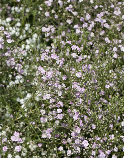 Gypsophila