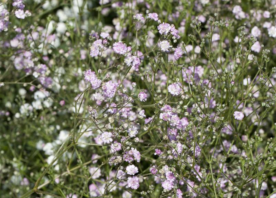 Gypsophila