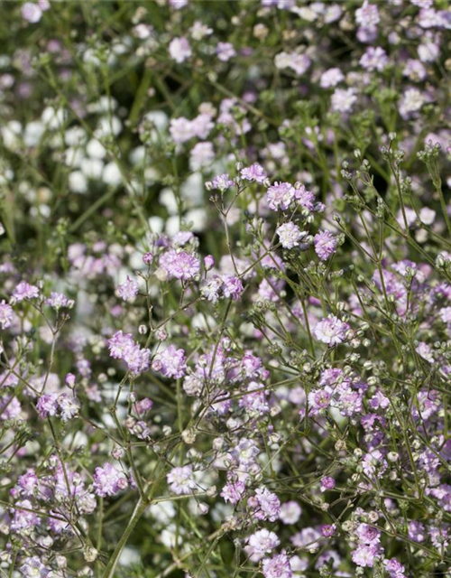 Gypsophila