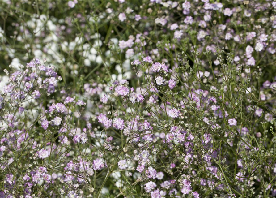 Gypsophila