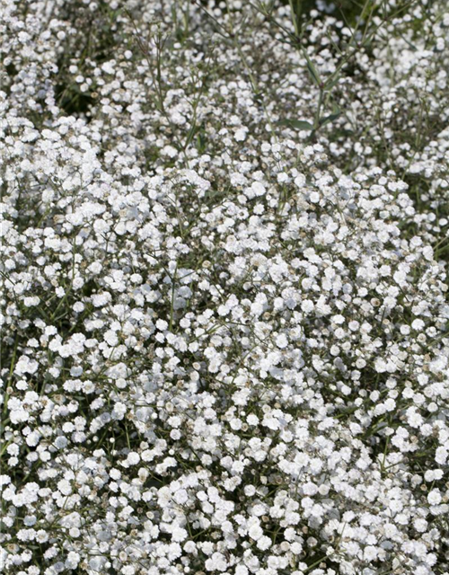 Gypsophila