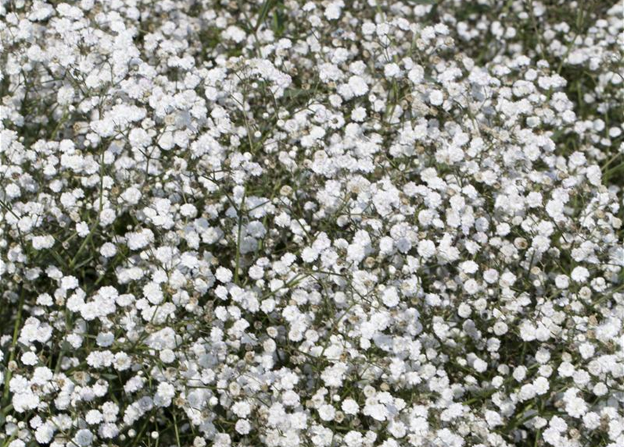 Gypsophila