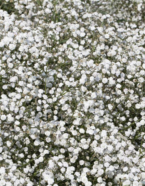 Gypsophila