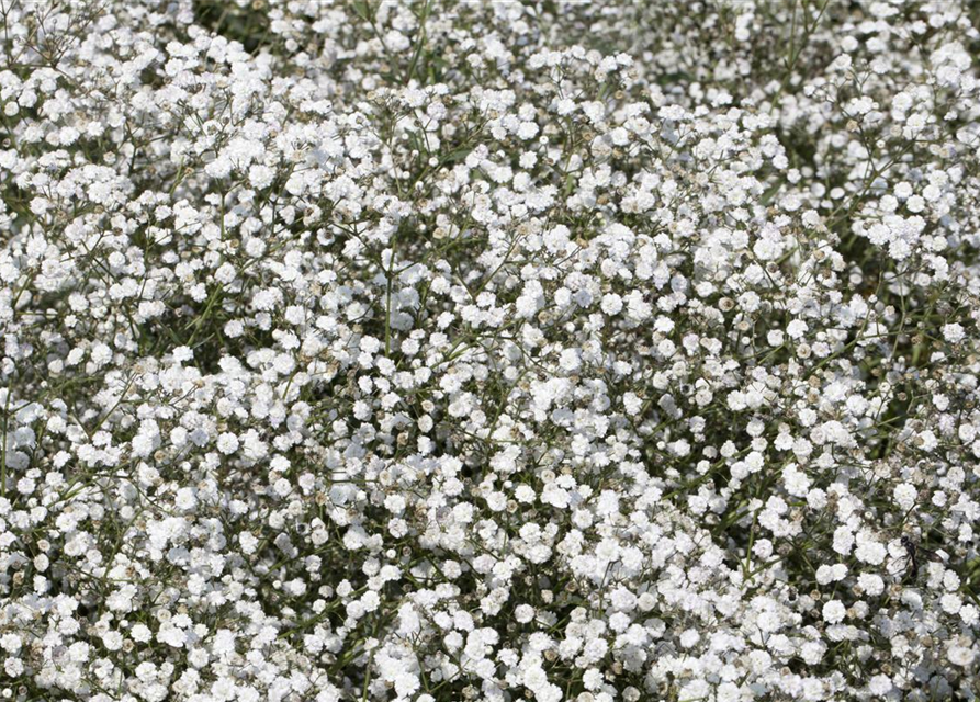 Gypsophila