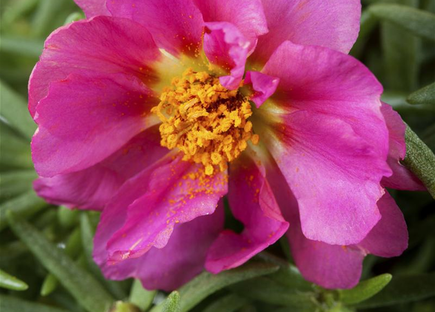 Portulaca grandiflora