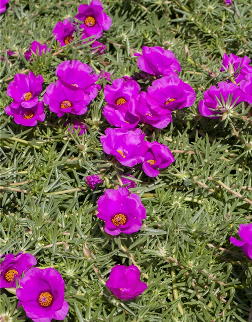 Portulaca grandiflora