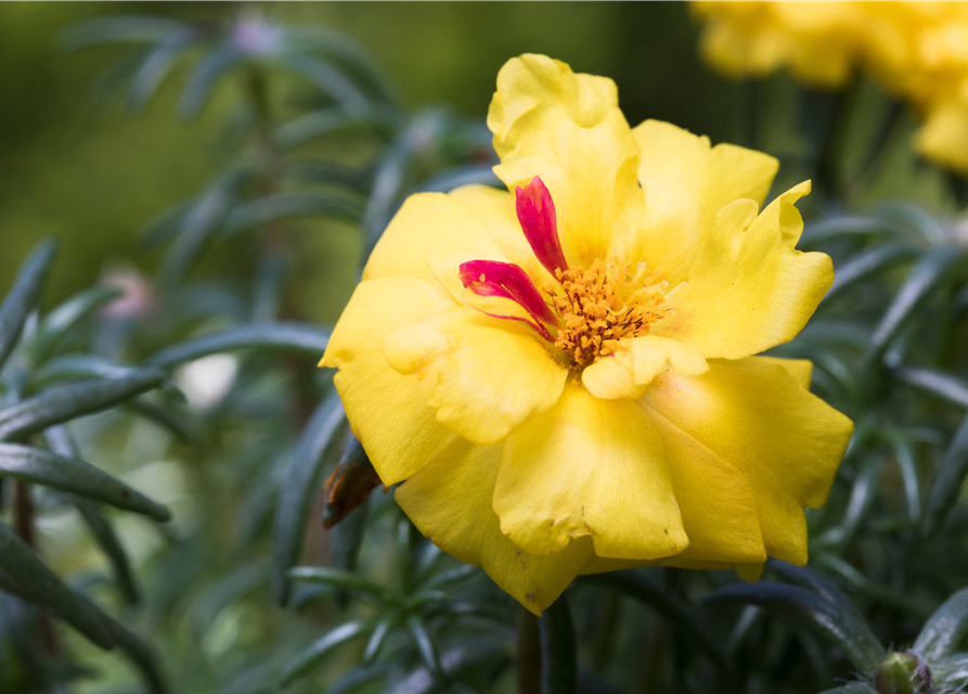 Portulaca grandiflora