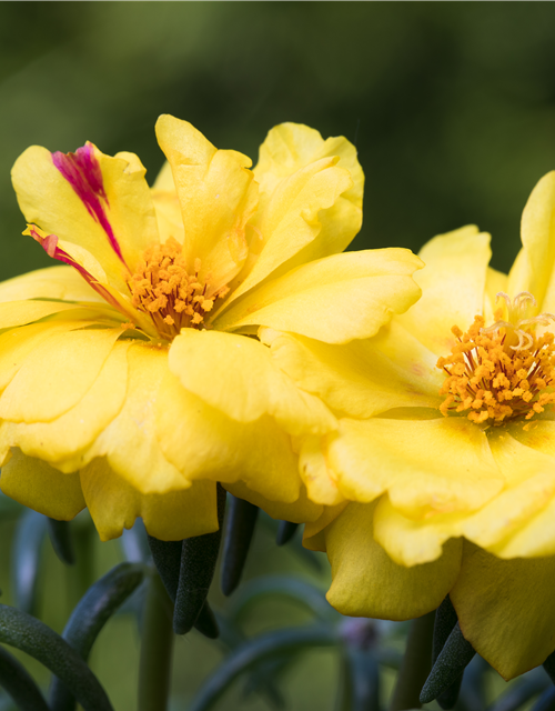 Portulaca grandiflora