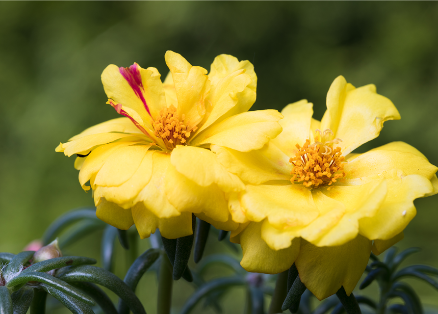 Portulaca grandiflora