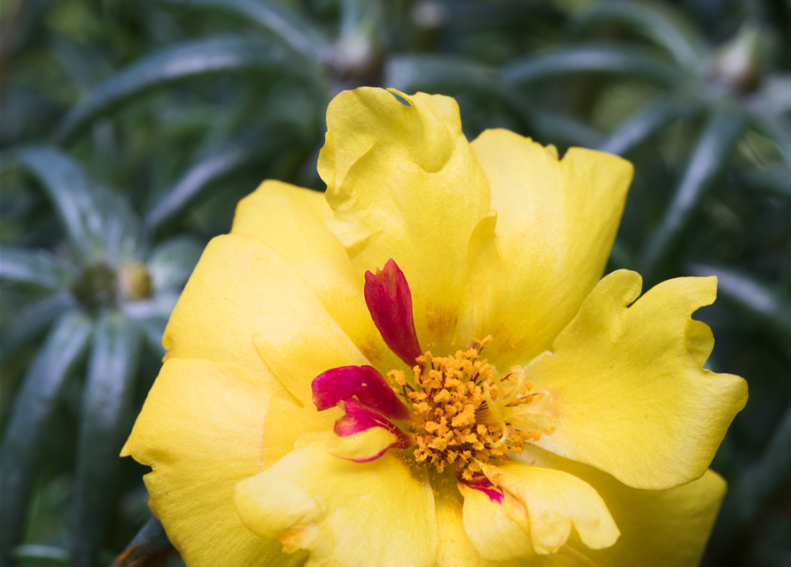 Portulaca grandiflora