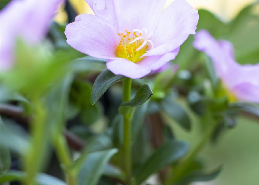 Portulaca grandiflora