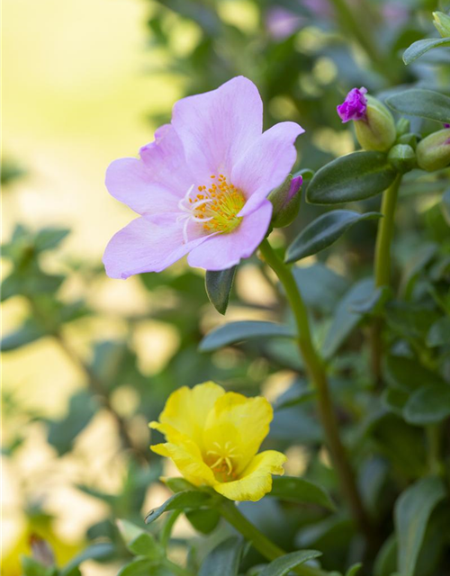 Portulaca grandiflora