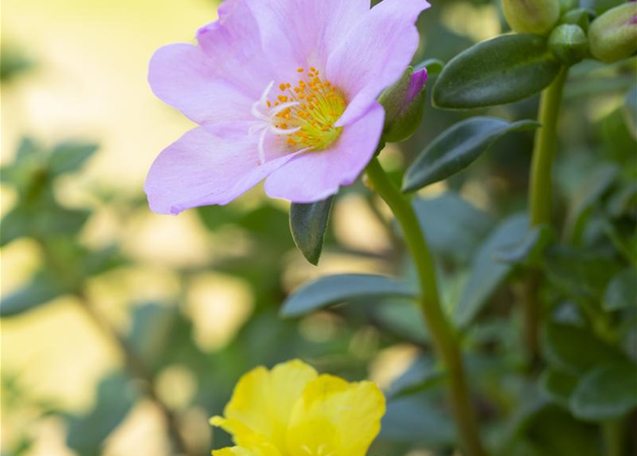 Portulaca grandiflora