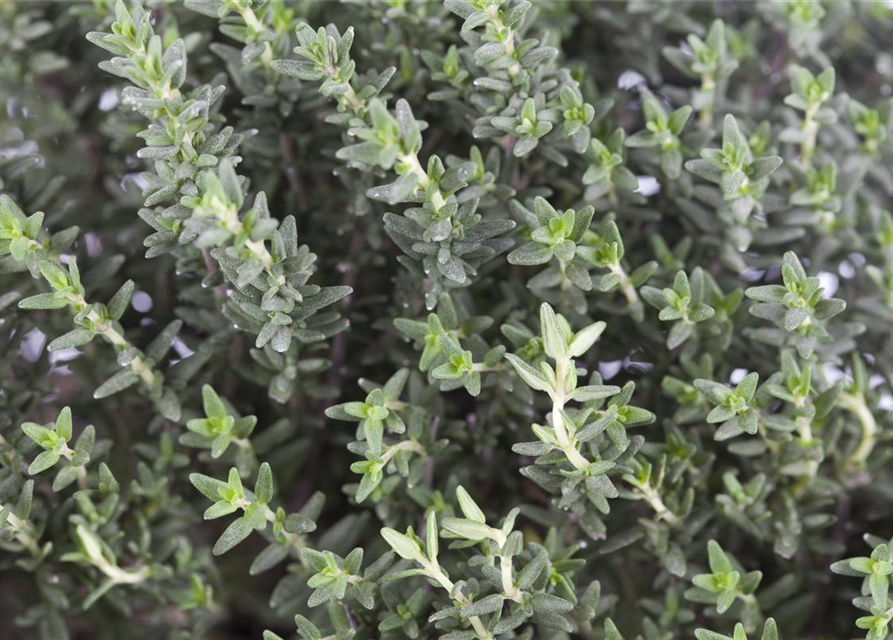 Thymus vulgaris