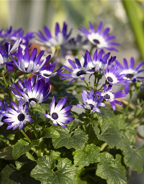 Senecio cruentus Senetti