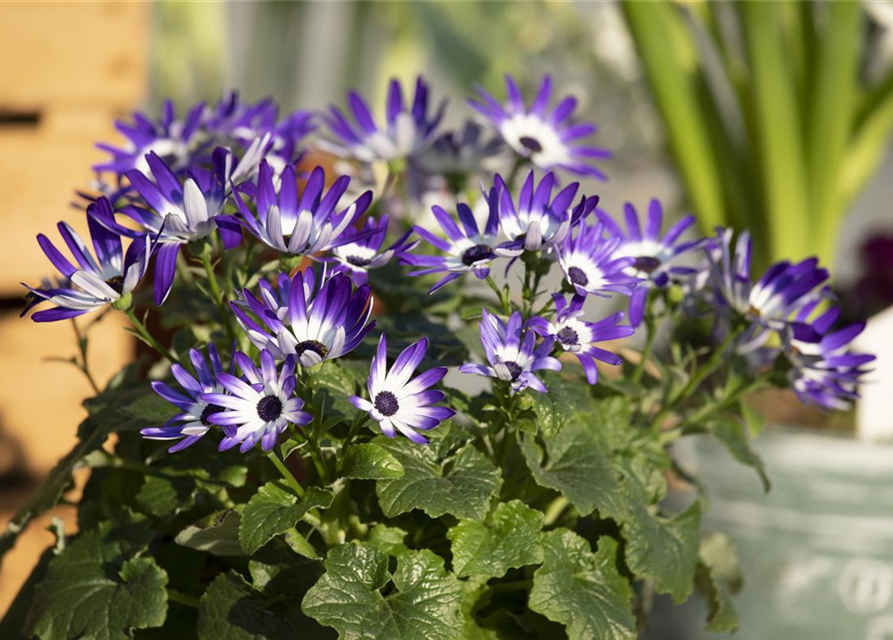 Senecio cruentus Senetti