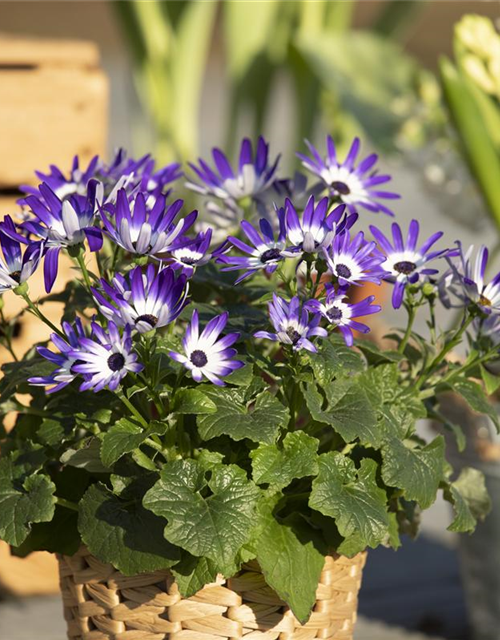 Senecio cruentus Senetti