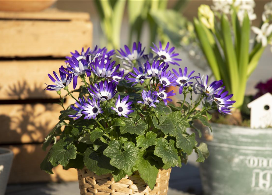 Senecio cruentus Senetti