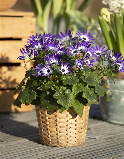 Senecio cruentus Senetti