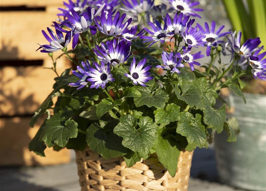 Senecio cruentus Senetti