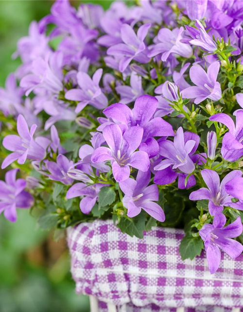 Campanula poscharskyana