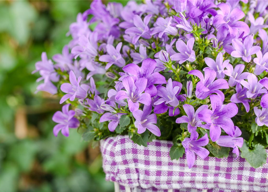 Campanula poscharskyana