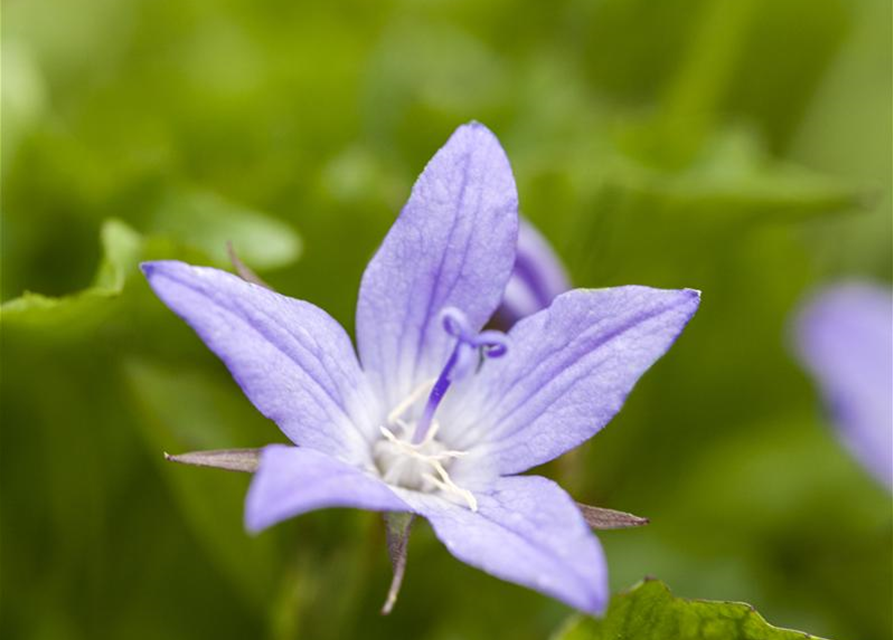 Campanula poscharskyana