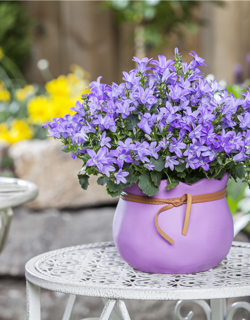 Campanula poscharskyana