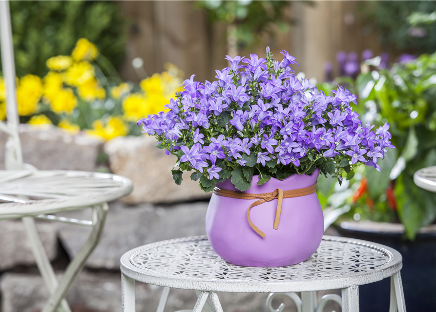 Campanula poscharskyana